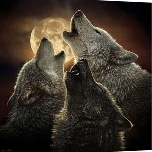 Wolf Trinity Wolves Howling Moon Collin Bogle Rachelle Sherpa Throw (50"x60")